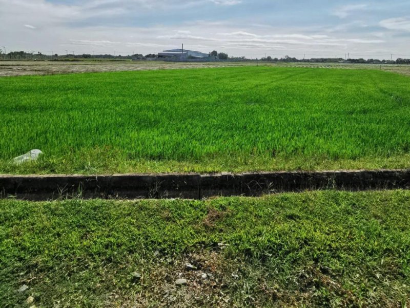 Đất Võ Văn Điều Củ Chi, 1983m2, 49x30m