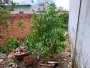 Đất N.hậu Nguyễn Thị Búp Q12, 72m2, 4x18m chỉ 3.x tỷ