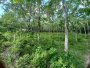 Giảm 21 tỷ Đất MT N.hậu An Nhơn Tây công chứng, 1.26Ha, 63x220m