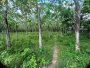 Giảm 21 tỷ Đất MT N.hậu An Nhơn Tây công chứng, 1.26Ha, 63x220m
