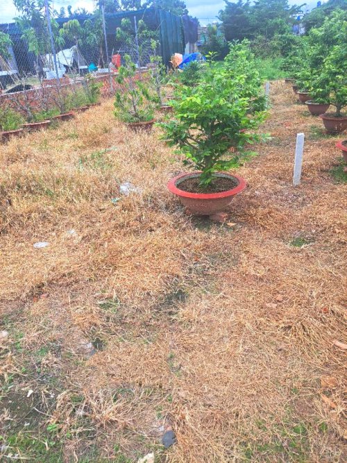 Giảm 200tr! Đất 182m2, Đ.5m Tân Thới Hiệp 21 Q12