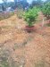 Giảm 200tr! Đất 182m2, Đ.5m Tân Thới Hiệp 21 Q12