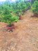 Giảm 200tr! Đất 182m2, Đ.5m Tân Thới Hiệp 21 Q12