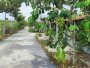 Đất vuông 0.4Ha, N.hậu, Đ.6m Đường 565 Củ Chi