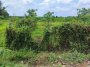 Đất vuông 0.4Ha, N.hậu, Đ.6m Đường 565 Củ Chi