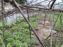 Giảm 100tr! Đất Vuông 246m2, hậu nở, Đ. 3.5m Trần Thị Năm Q12