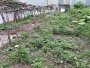 Giảm 100tr! Đất Vuông 246m2, hậu nở, Đ. 3.5m Trần Thị Năm Q12