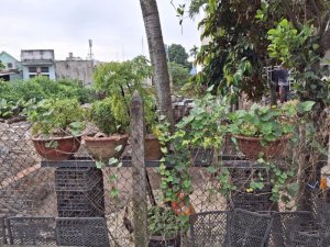 Đất 155m2, Vuông, Đ.3m Nguyễn Ảnh Thủ HM