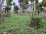 Đất nhìn ra sông 1217m2, Đ.6m An Phú Đông 9 Q12