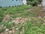 Đất HXT 245m2, Đ. Thông Vườn Lài Q12