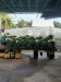 Đất Vườn HXT 722m2, hậu nở Xuân Thới Thượng 2 HM