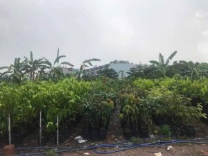 0.9Ha Đất ĐTư GD view sông Phan Huy Ích Gò Vấp