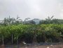 0.9Ha Đất ĐTư GD view sông Phan Huy Ích Gò Vấp