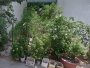 Đất Vuông sổ hồng riêng Đ.8m 126m2 Bình Lợi Bình Thạnh