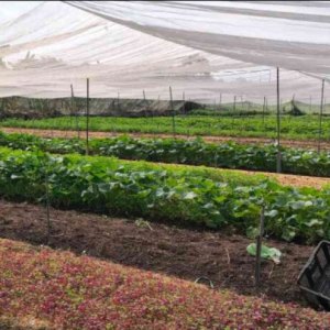 L2659* | Đất Bà Điểm Quy Hoạch ODT Cực Hiếm - Giá đầu tư 6x Tỷ