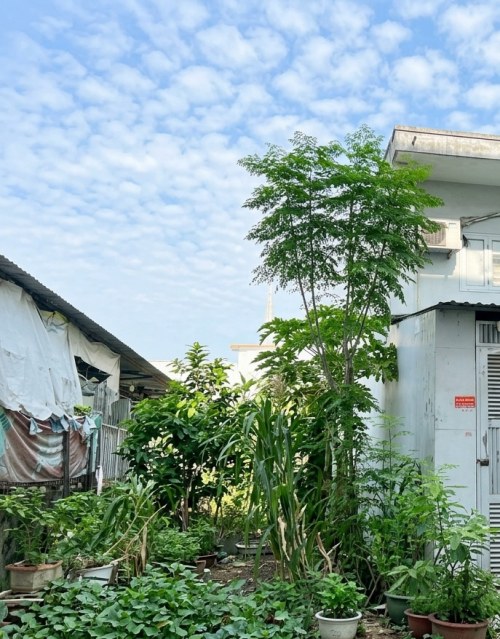 [L3037*] Đất Sẵn GPXD 1 Hầm 5 tầng gần Chợ Thạch Đà, 7.x Tỷ